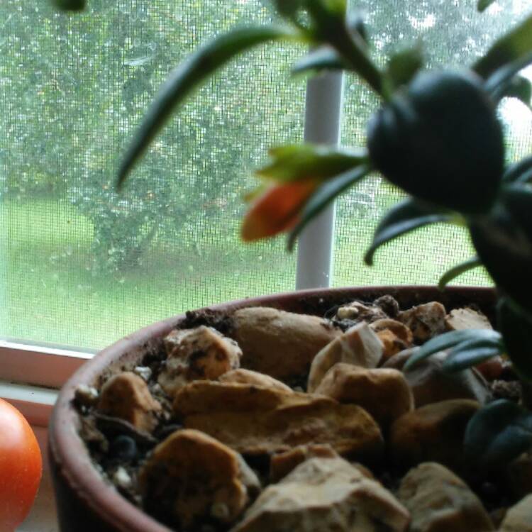 plant image 474629 plant image 474629