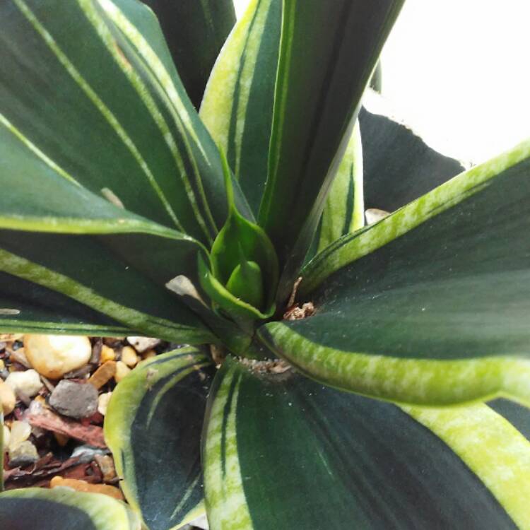 plant image 477568