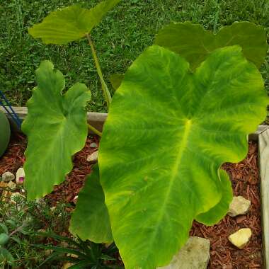 Colocasia esculenta  syn. Colocasia antiquorum