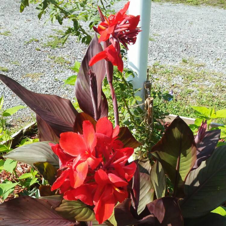 plant image 478959