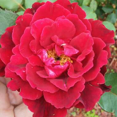 Rosa 'Sharon's Glow'