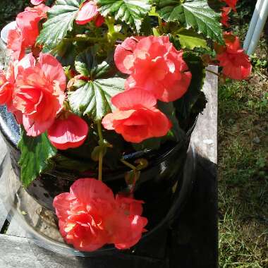 Begonia 'Solenia Orange'