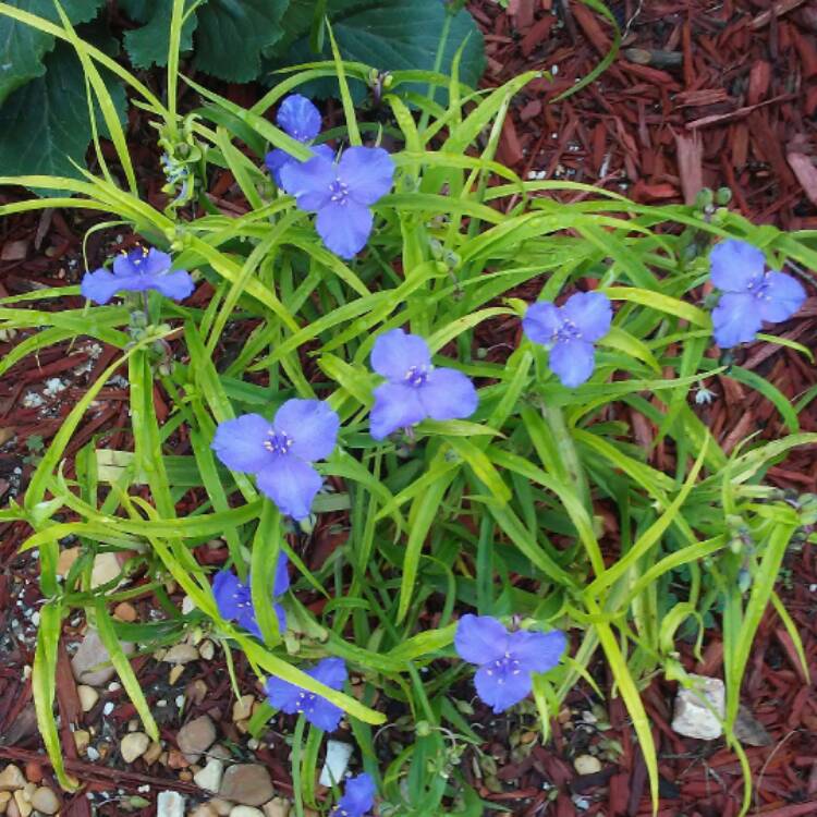 Plant image Tradescantia (Andersoniana Group) 'Sweet Kate'