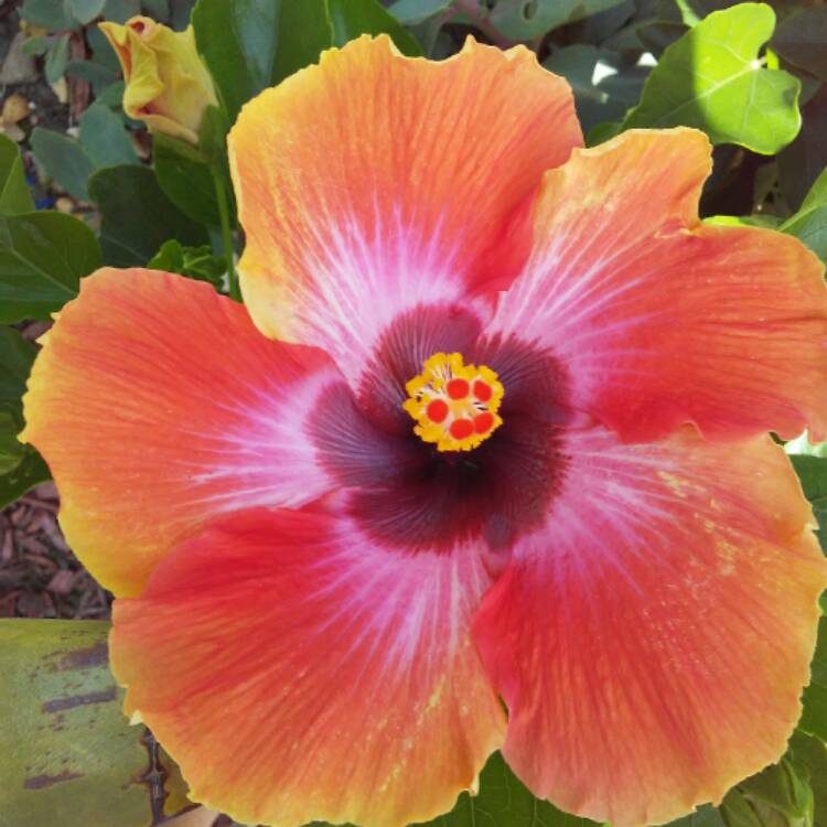 plant image 485098