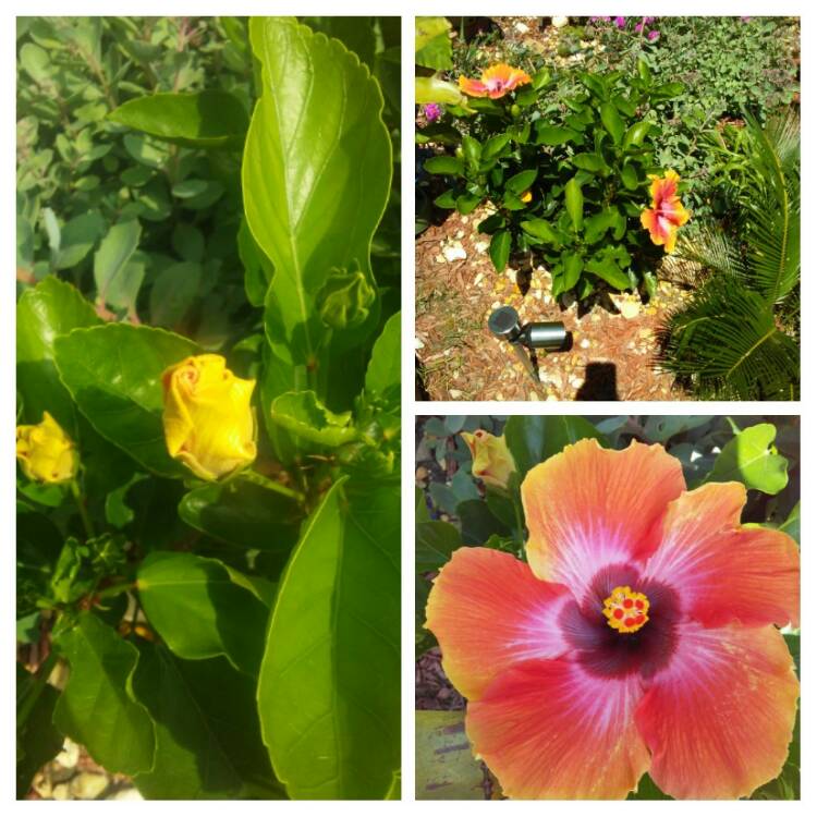 plant image 485106