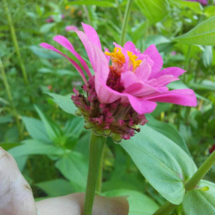 plant image 485123