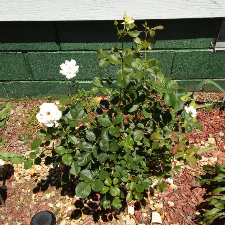 plant image 485654 plant image 485654