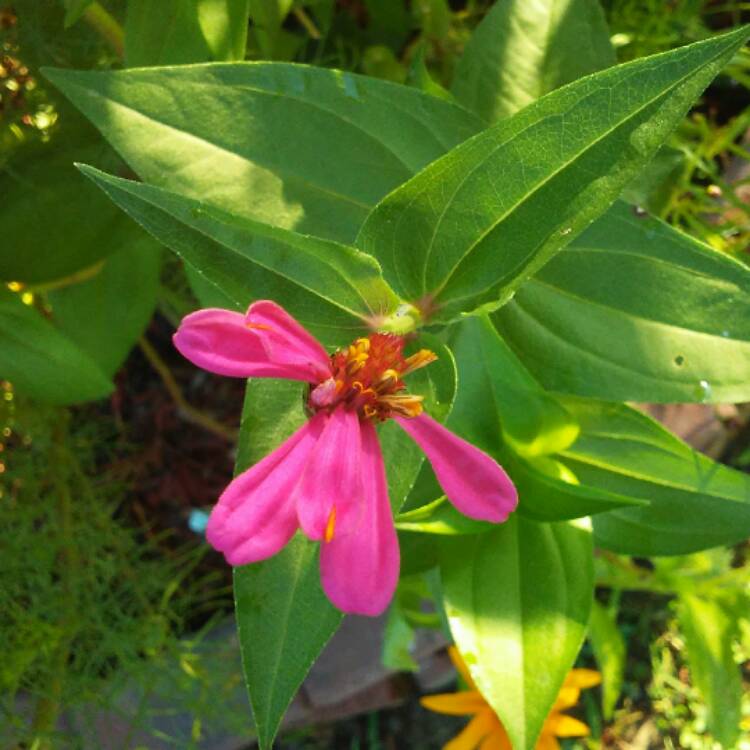 plant image 486325