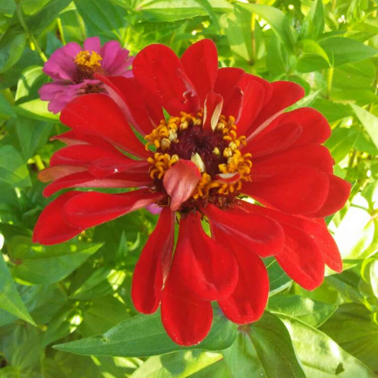 plant image 486331