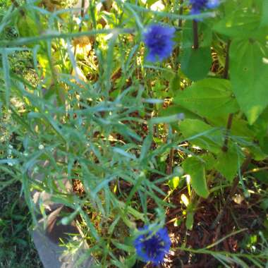 Centaurea Pulcherrima
