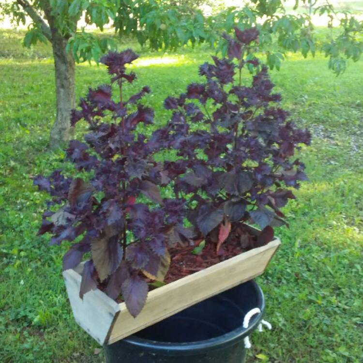 plant image 486455