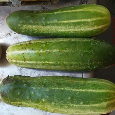 Cucumis sativus