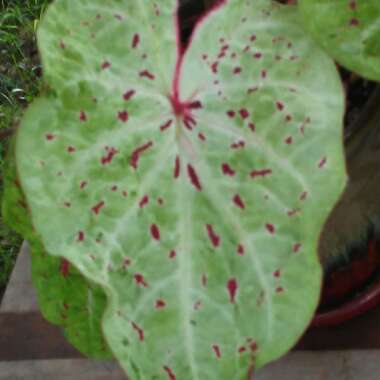 Caladium hortulanum 'Miss Muffet'