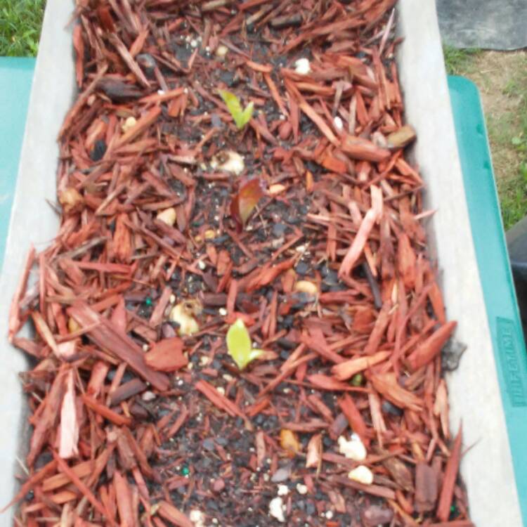 plant image 490804