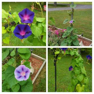 Ipomoea