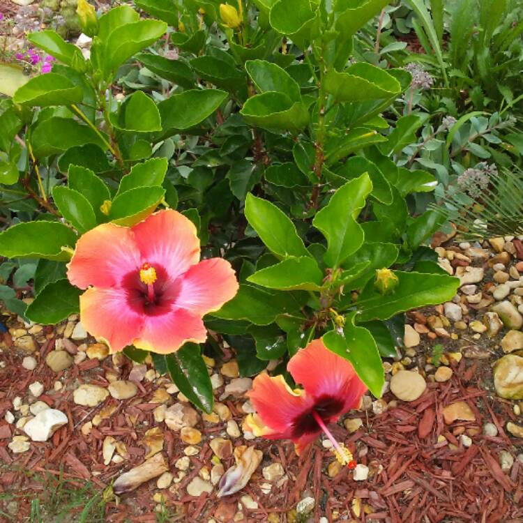 plant image 492947