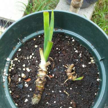 Iris 'Black Gamecock'