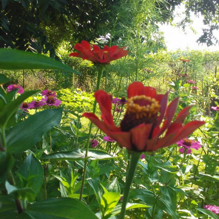 plant image 493034