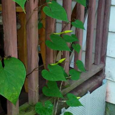 Ipomoea Alba