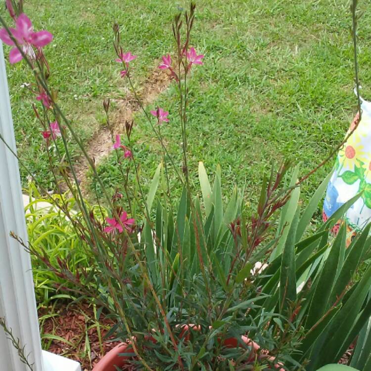 plant image 494238 plant image 494238