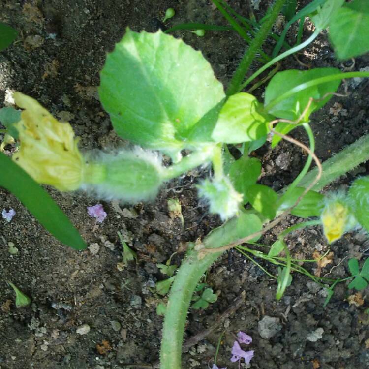 Plant image Cucumis melo var. cantalupensis