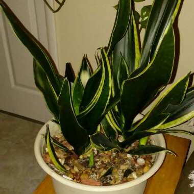 Sansevieria trifasciata 'Silver Queen'