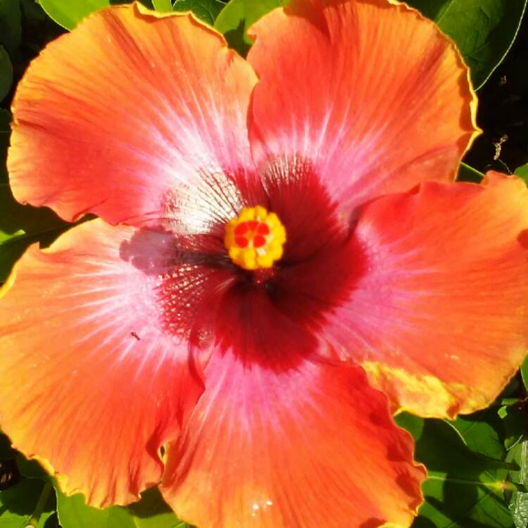 plant image 498540