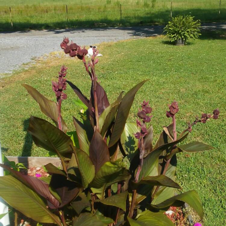 plant image 501059