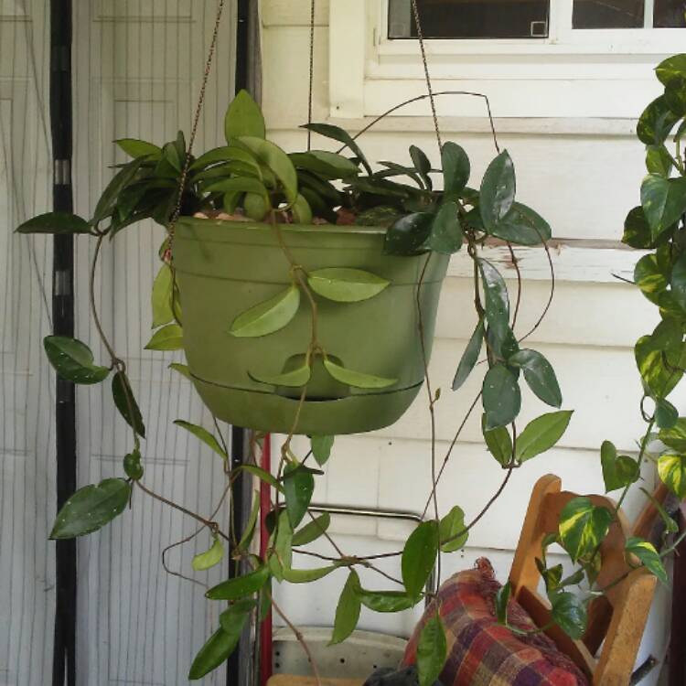 plant image 501087
