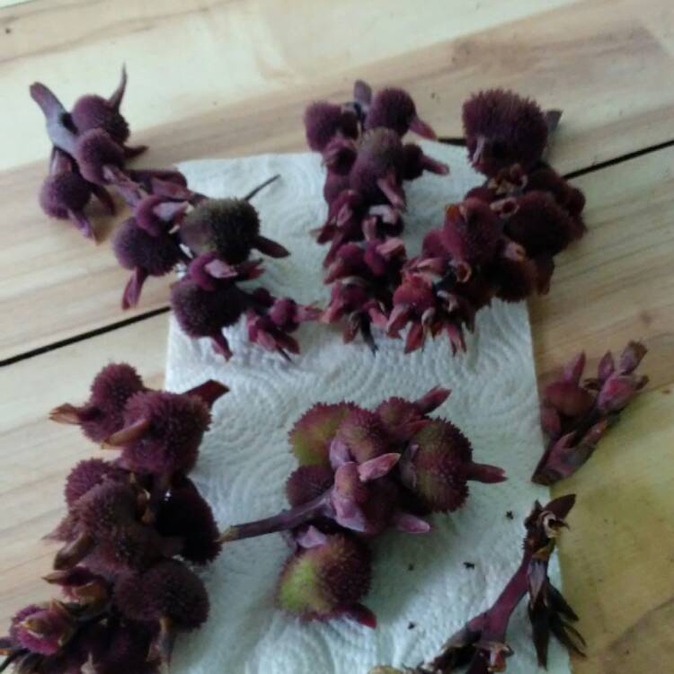 plant image 502370