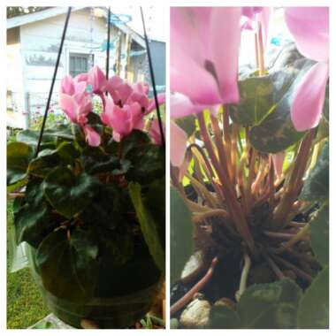 Cyclamen