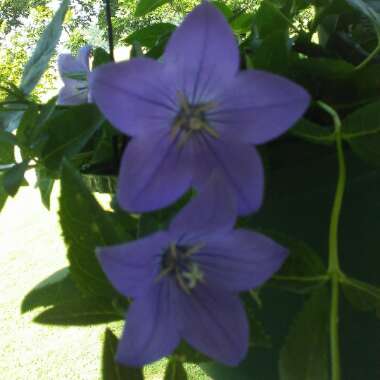 Platycodon grandiflorus 'Astra Blue' (Astra Series) syn. Campanula grandiflora 'Astra Blue'