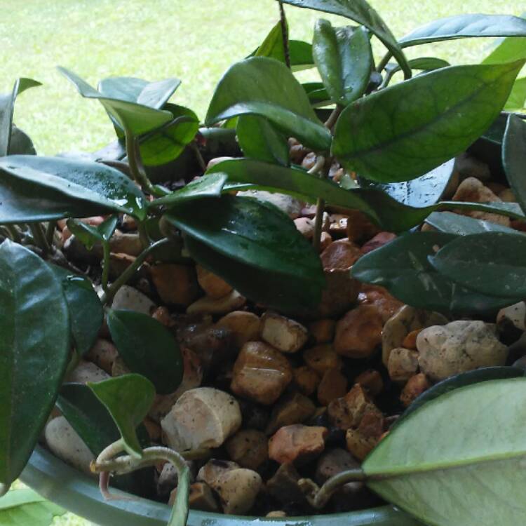 plant image 507094 plant image 507094