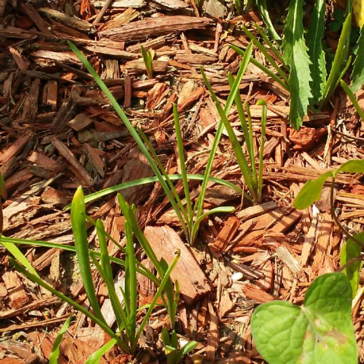 Plant image Muscari neglectum