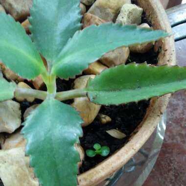 Bryophyllum Delagoense