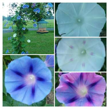 Ipomoea