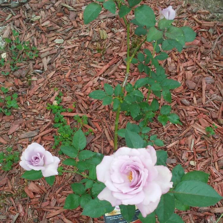 plant image 516080 plant image 516080