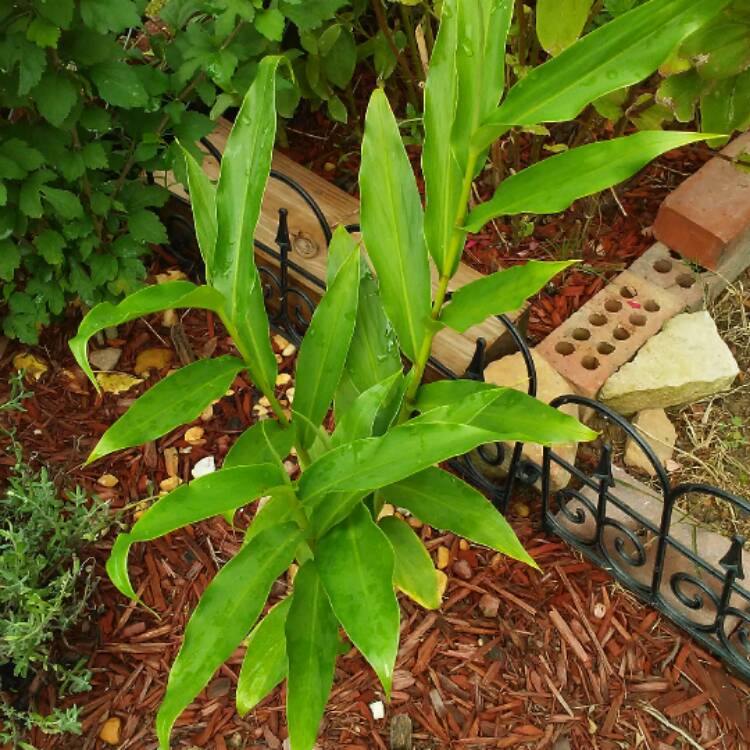 plant image 518814 plant image 518814