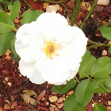 Rosa 'Margaret Merril' ('Harkuly')