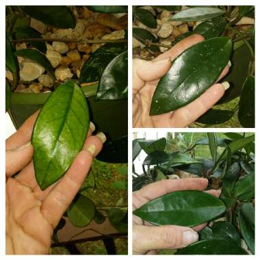 Hoya