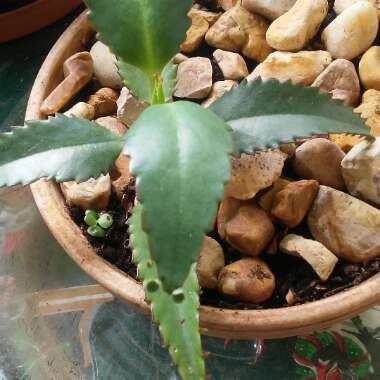 Bryophyllum Delagoense