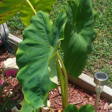 Colocasia esculenta  syn. Colocasia antiquorum
