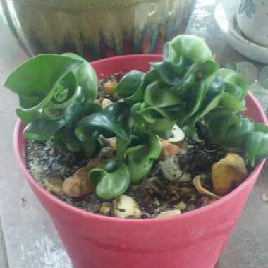 Hoya carnosa 'Compacta'