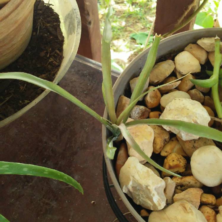 Plant image Cryptanthus Bivittatus