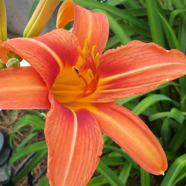 plant image 526882 plant image 526882