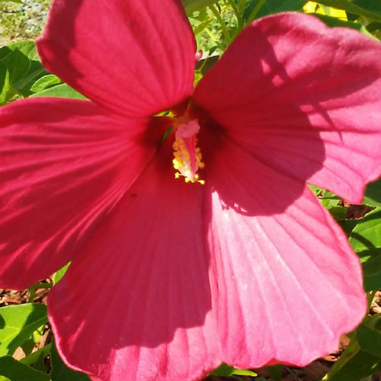 plant image 526885 plant image 526885