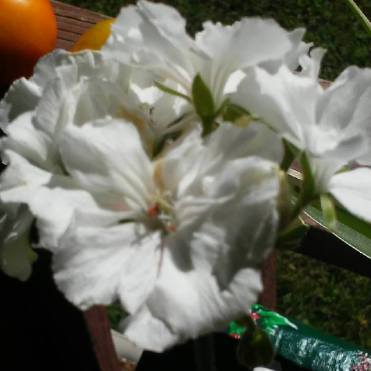 plant image 527558 plant image 527558