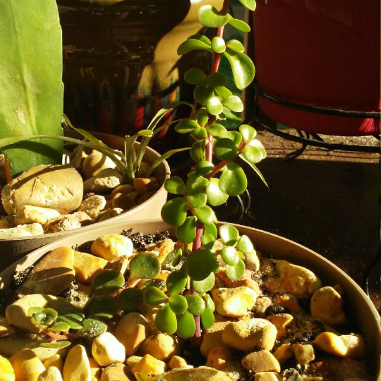 plant image 531812