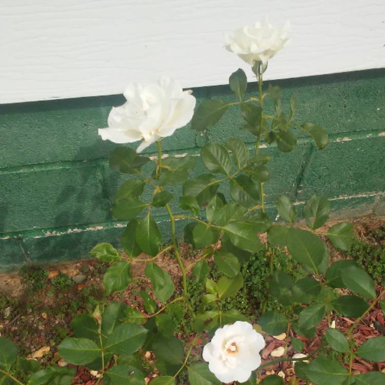 plant image 534314 plant image 534314