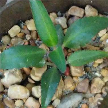Bryophyllum Delagoense